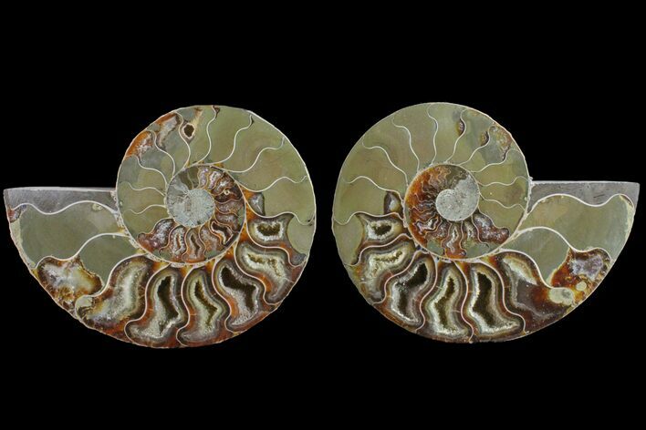 Bargain, Cut & Polished Ammonite Fossil - Madagascar #148021